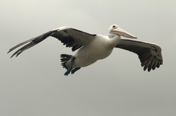 IMG_1232a.jpg